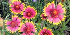 Firewheel