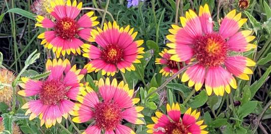 Firewheel