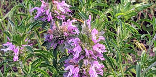 Lemon Bee Balm